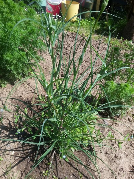 Unbekannte aus dem Garten - Bocksbart - Tragopogon