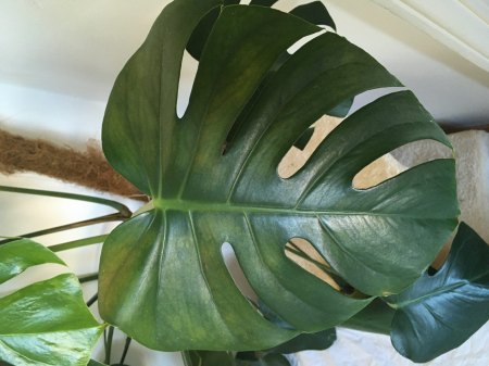 Monstera krank