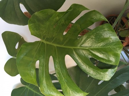 Monstera krank