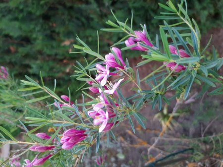 Welche Pflanze ist das? - Lonicera albertii