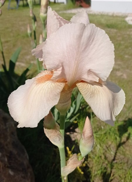 Iris - Iridaceae