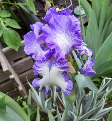 Iris - Iridaceae
