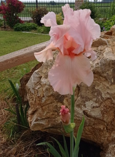 Iris - Iridaceae