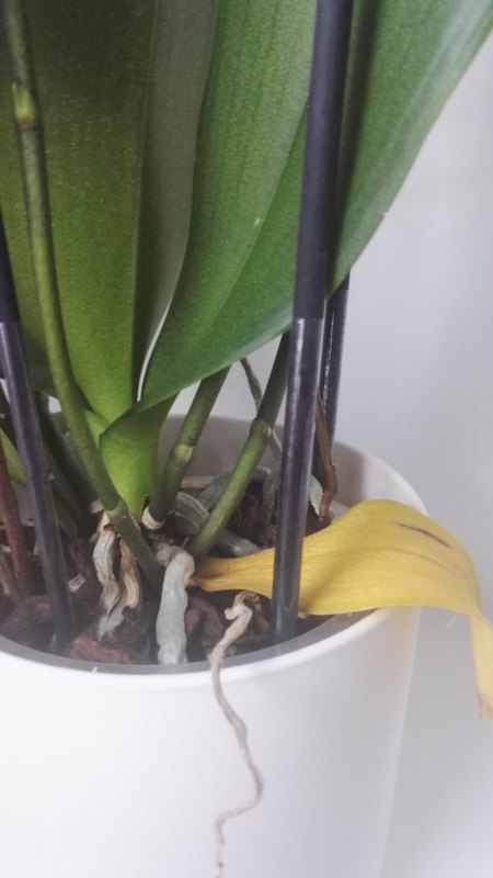 Phalaenopsis hat gelbe Blätter und Pilze