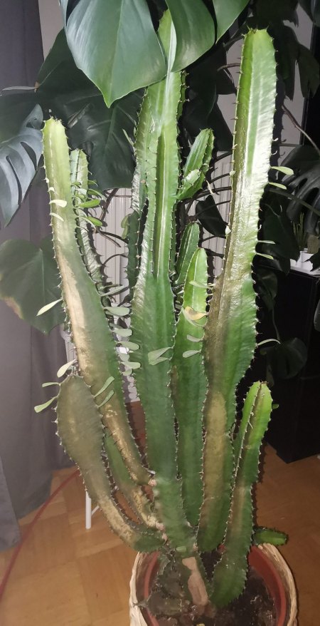 Hilfe! Euphorbia trigona