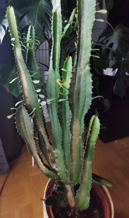 Hilfe! Euphorbia trigona