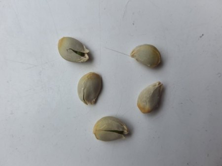 Sind aufgeplatzte Kumquat Samen noch keimfähig?