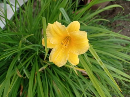 Taglilien - Hemerocallis