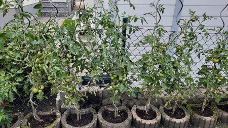 Tomaten - Paradeiser - Solanum lycopersicum