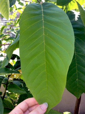Chirimoya Blätter