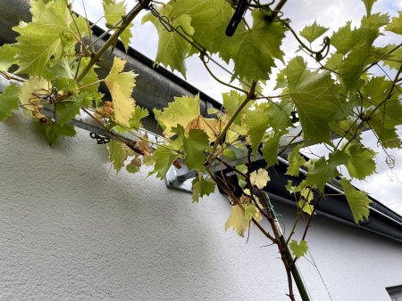 Weinrebe bekommt gelb/braune Blätter und treibt nicht mehr aus