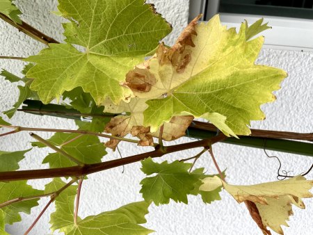 Weinrebe bekommt gelb/braune Blätter und treibt nicht mehr aus