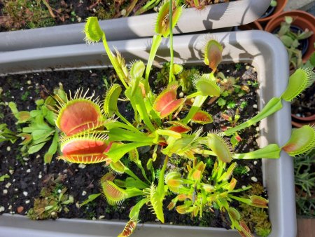 Karnivoren - Drosera - Sarracenia - Pinguicula - Nepenthes