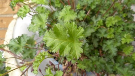 Was ist das für eine  Pflanze  Pelargonie oder Geranium ? - Pelargonium