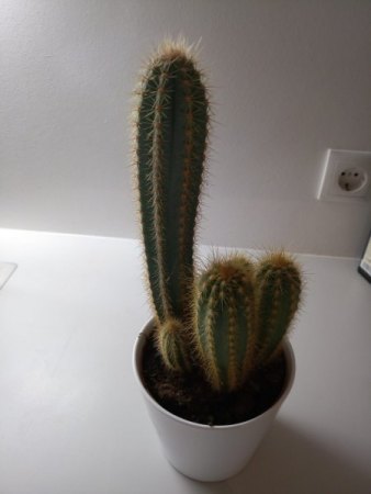 Mein Kaktus