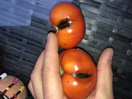 Tomatenfäule?