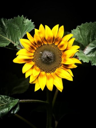 Sonnenblumen-Time Lapse