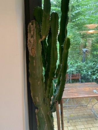 Brauche dringend Hilfe für meinen Kaktus