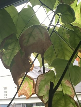 Zimmerlinde mit braunen und abfallenden Blättern