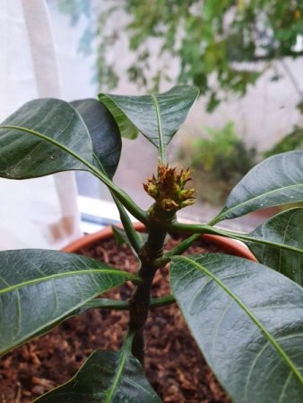 Mango wächst nicht weiter