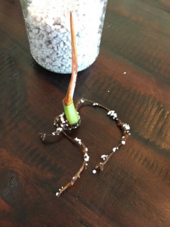 Philodendron Gloriosum Kopfsteckling macht Probleme