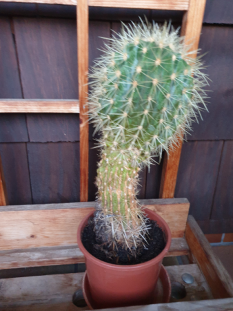 Kaktus-Opa verwandelt sich seltsam