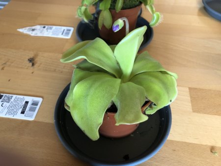 Karnivoren - Drosera - Sarracenia - Pinguicula - Nepenthes