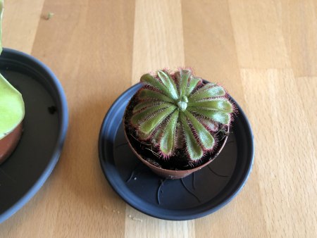 Karnivoren - Drosera - Sarracenia - Pinguicula - Nepenthes