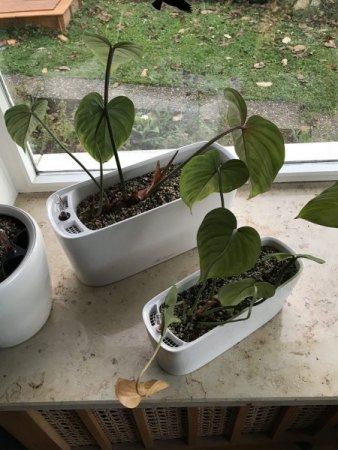 Ableger Philodendron gloriosum wächst nicht mehr