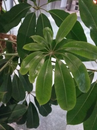 Wer bin ich? Schefflera pueckleri