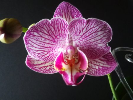 Orchideen - alles ohne Ludisia & Freiland -  VII