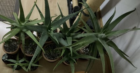 Aloe - Agave - Haworthia - II