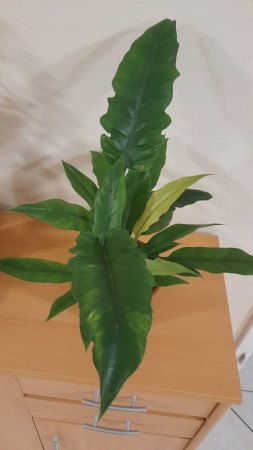 Philodendron aber welcher?