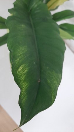 Philodendron aber welcher?