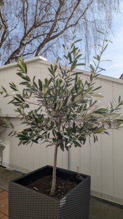 Blätter des Olivenbaumes haben Flecken
