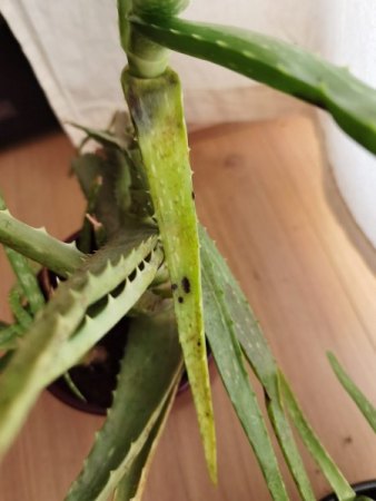 Aloe Vera hat schwarze matschige Flecken
