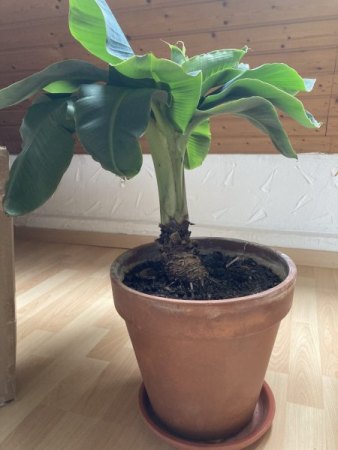 Bananenpflanze wächst nicht weiter