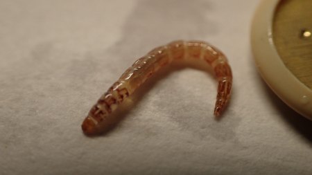 Was sind das für kleine Würmer?