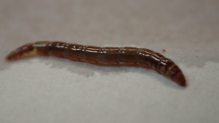 Was sind das für kleine Würmer?