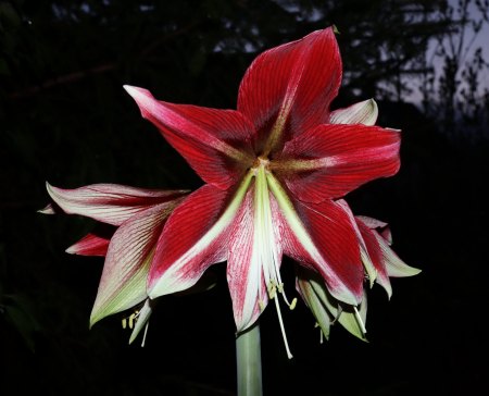 Amaryllis - Ritterstern - Hippeastrum III