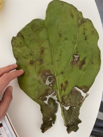 Ficus Lyrata braune Flecken/Stamm und Blatter fallen ab
