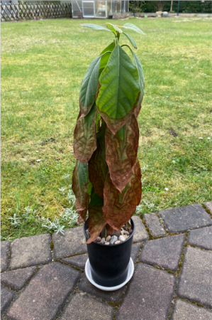 Avocado nach dem Überwintern mit braunen Blättern