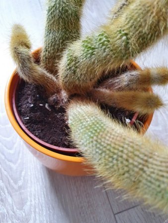 Aloe Vera geht ein und Kaktus wächst in komischen Formen.
