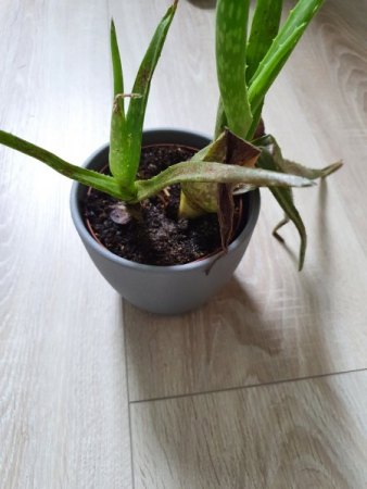Aloe Vera geht ein und Kaktus wächst in komischen Formen.