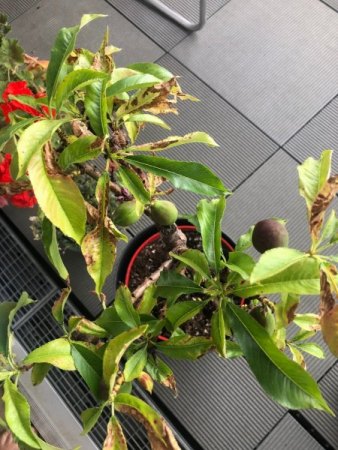 Nektarinenbaum - teilweise braune Blätter