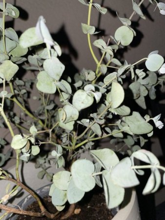Eukalyptus hat eingerollte trockene Blätter