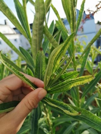 Oleander: Blätter verkümmert