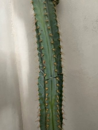 Kaktus angebrochen
