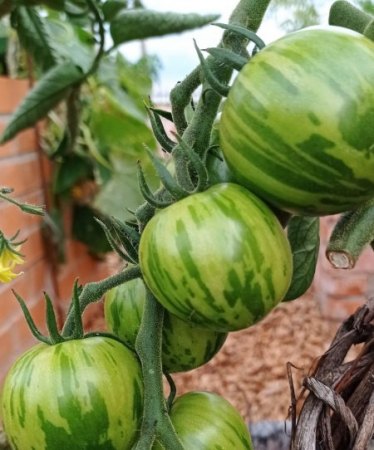 Tomaten - Paradeiser - Solanum lycopersicum