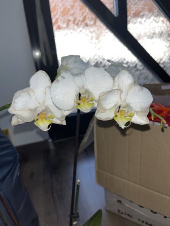 Orchidee macht Probleme